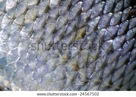 texture of fish scales