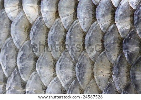 Scales Of Fish