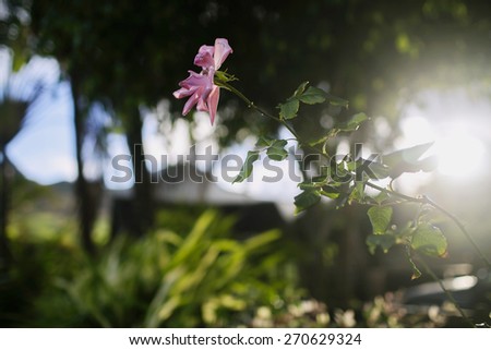 rose plant sun fresh