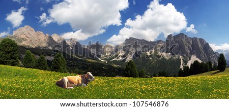 milch cow in a meadow on the Seceda plateau in Val Gardena, Italy, Europe