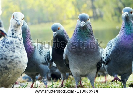 Curious pigeons standing on the grass in a city park
