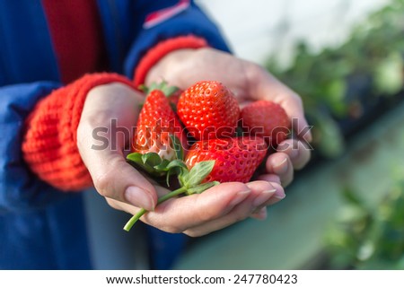 Fresh strawberries in girl's hand with strawberry field back grand