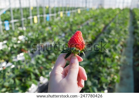 Fresh strawberry in girl\'s hand with strawberry field back grand