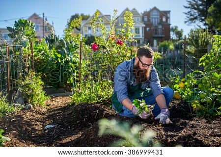 bearded millennial harvesting beets in an urban communal garden