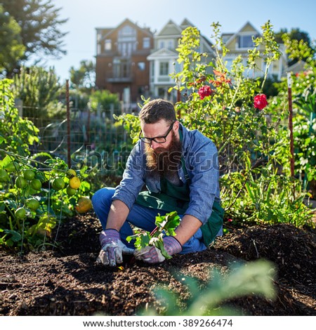 picking beets in urban communal garden