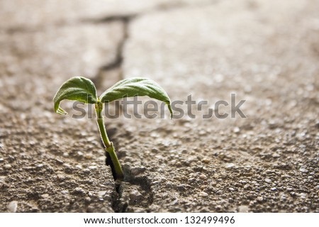 weed growing through crack in pavement