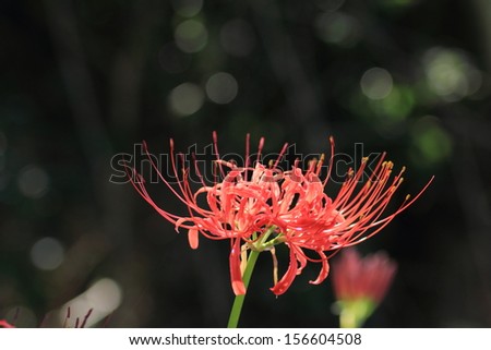 Red spider lily in Japan
