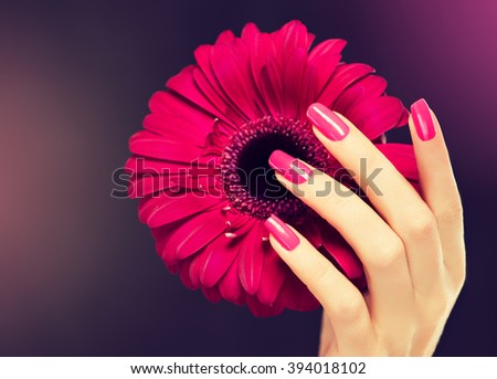 Elegant female hands with pink manicure on the nails . Beautiful fingers holding a \
gerbera .