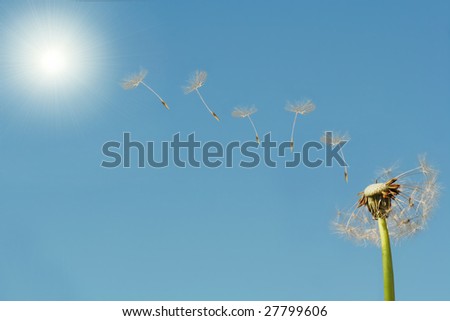 dandelion seeds flying to sun