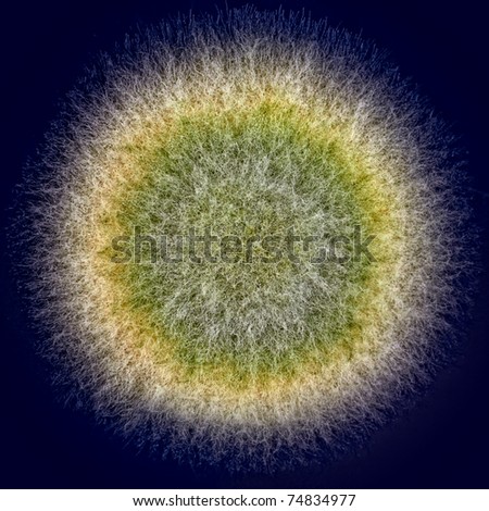 Is aspergillus single or multicellular Aspergillus fumigatus - Wellcome Sanger Institute