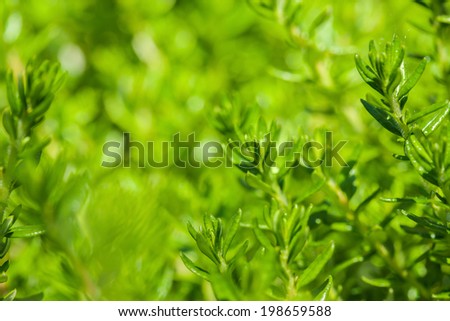 fresh green grass  background with shallow DoF