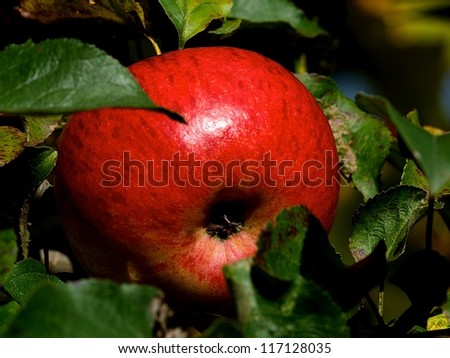 One Fresh Red apple with green non focus leaves, autumn fruits, autumn background, garden, apple garden, autumn garden, fresh apple, red apple
