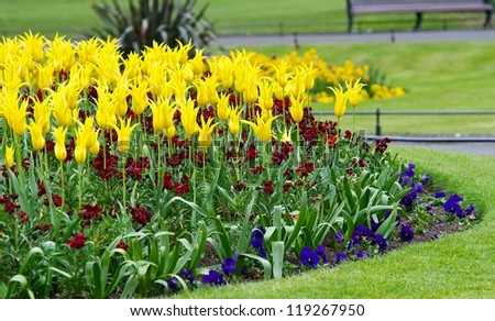 Colorful different kind beuatiful yellow, violet blossom tulips , close up, a lot, garden and park in Europe, typical flowers in Nyderlands