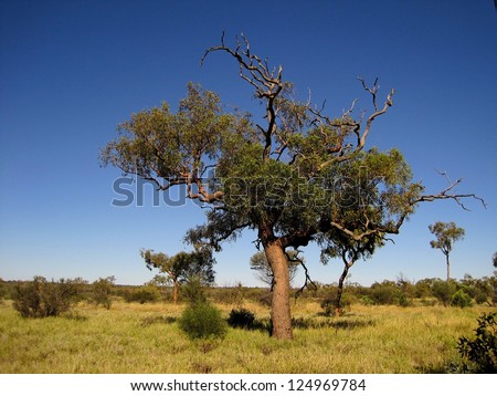 Australia, australian nature, wild nature in Australia, green trees close up in the desert, australian landscape with clear and contrast blue sky, prairies view in Australia