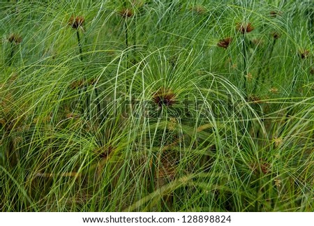 Green grass background, abstract view, not focus, nice green texture, green nature background, exotic plant background, green grass