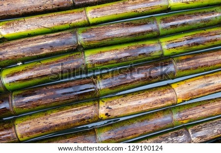 Green brown dark bamboo background view, close up, bamboo on a water close up, bamboo texture and pattern, bamboo abstract photo, bamboo fragment