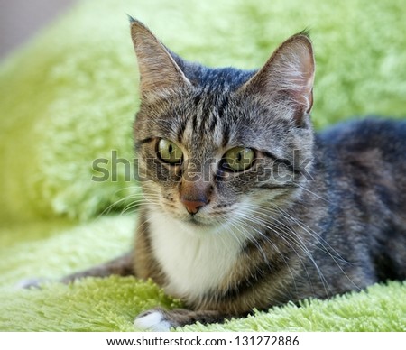 Streaky cat lying on green carpet and on green background, one isolated cat in flat on green background cat portrait