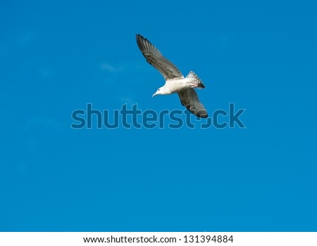 White seagull flying in the blue sky, one seagull in blue background, flying bird in the sky,white isolated bird in the blue sky background