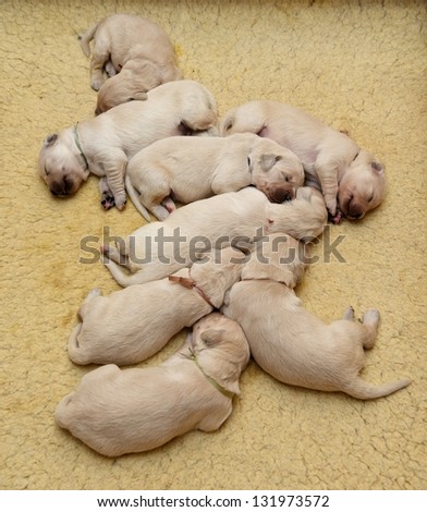 A lot of small gold labrador retrievers puppies sleeping on a floor on a yellow carpet background, small nice puppy dog, small puppies, 10 days puppies, sleeping small dogs