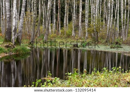A lot of green birch trees and their reflection on a water in autumn time, birch and swamp fragment view, nature view, forest background, swamp background, wild nature photo, swamp in autumn time