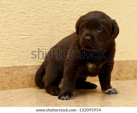 One small brown labrador sitting on the floor inside on light brown background, small nice puppy dog, looking puppy, funny little dog, brown labrador puppy, small dog, training dog