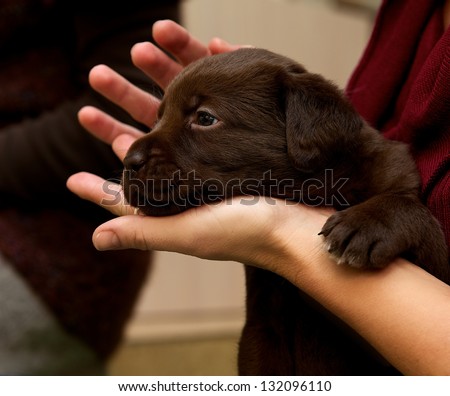 One small brown labrador sitting in a hands, small nice puppy dog, looking puppy, funny little dog, brown labrador puppy with woman hands fragment, body part, small puppy on hands