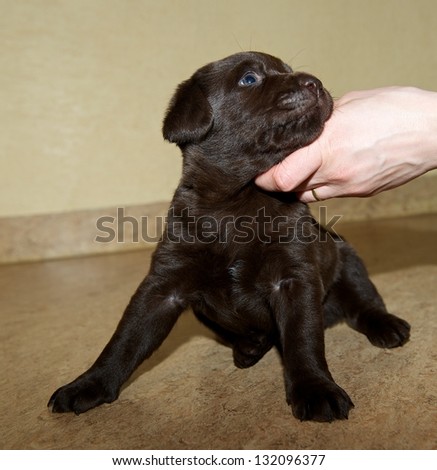 Small isolated brown chocolate labrador sitting on the floor inside on light brown background, small nice puppy dog, looking puppy, funny little dog, brown labrador puppy and people hand touching dog