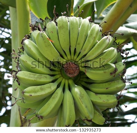Bunch of ripening bananas on tree, banana tree with a bunch of bananas, photo from the top in green background