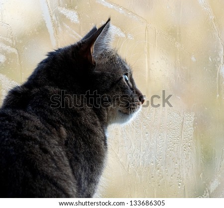 Sitting cat and watching through the window on a yellow light blur window background with rain drops, watching cat close up, yellow background with rain drops and cat,looking right,autumn rain and cat