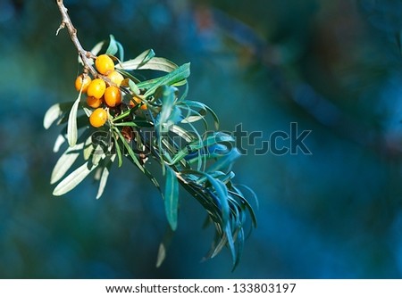 Yellow sea buckthorn,yellow fruit in autumn time, Sea buckthorn, popular berries in Lithuania in green blue blur background,yellow Sea buckthorn in blue background,nice green bokeh