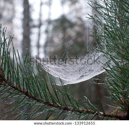 White web net spider\'s web close up between green pine branch with blur brown background, beautiful natural web close up with blur forest background,web detail view, nature fragment,web without spider