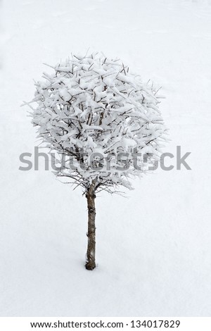 White tree under snow on winter time on white grey dirty background, white tree with snow, winter background, nature in winter time, snowing, winter landscape, landscape with falling snow.Frost.Cold