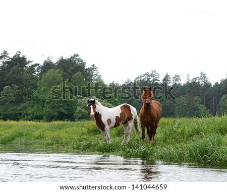 Two horse in grass field close to the river, horses in natural background, horses in nature, wild animals, domestic animals, strong animal