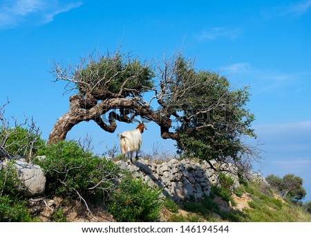 Goat on a mountain meadow at Arbus, Sardinia, italy.One goat looking far away in the mountains.Wild animal in nature.Sardinia landscape. Sardinia, Italy.Popular in Sardinia. Goat in natural background