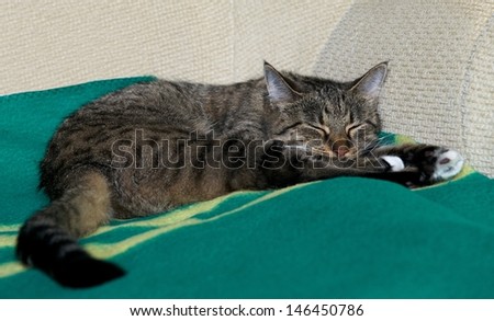 Sleeping cat on a sofa,close up, small sleepy lazy cat, lazy cat on day time, sleeping kitten,  animals, domestic cat, relaxing cat, cat resting, cute cat sleeping on a bed, cat at home