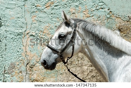Portrait of White Horse in wall background, One horse close up, horse in natural background, domestic animal, strong animal, stud farm, riding horse isolated in wall background