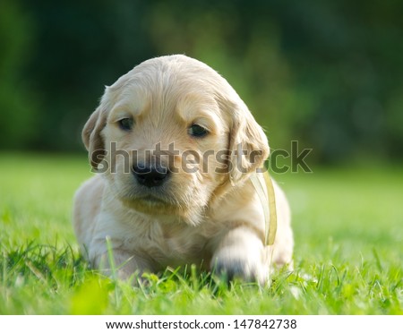 One small gold labrador retriever on a green grass background,small nice puppy dog, white labrador retriever puppy looking away from the camera on natural green blur background,focus to the eyes,close