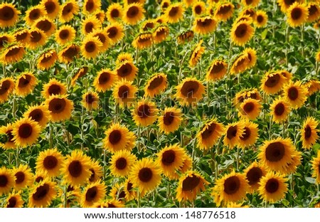 Field of sunflowers. Sunflower field. Sunflowers in summertime. Agriculture plant. Yellow field. Harvest, end of summer. Autumn harvest. Sunflowers