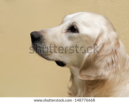 Labrador retriever, Labrador retriever portrait close up, labrador in brown cream background looking straight with space for advertising and text, dog head, labrador sitting in light background