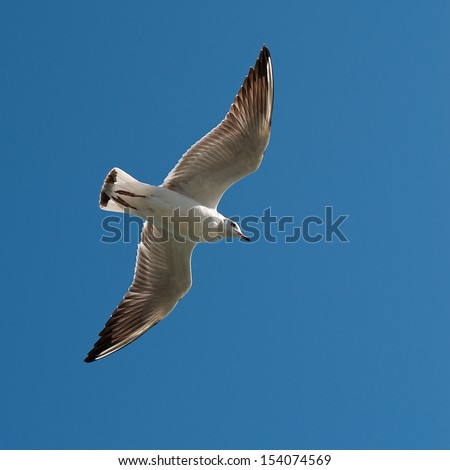 White seagull flying in the blue sky, one isolated seagull in blue background, flying bird in the sky,white isolated bird in the blue clear sky background, bird flying down