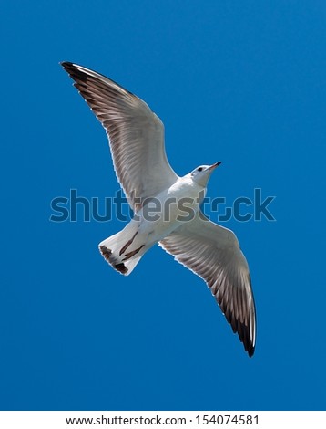 White seagull flying in the blue sky, one isolated seagull in blue background, flying bird in the sky,white isolated bird in the blue clear sky background, flying to the top