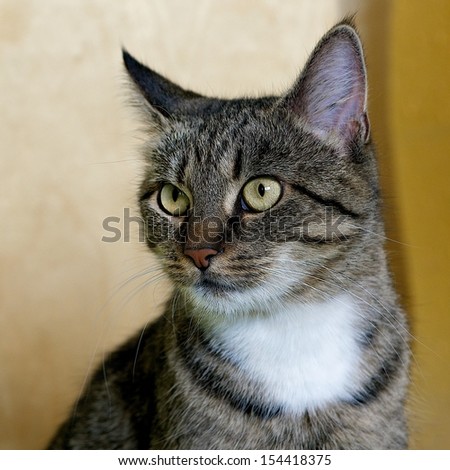 Cat portrait close up, head crop, cat looking, cat in light brown and cream shadows background with space for advertising and text, cat head, square photo