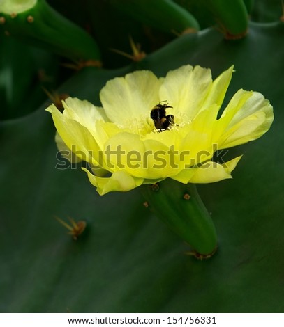 Cactus blossom, opuntia, yellow cactus blossom,blossom cactus flower with bee in it and green blur background,de focus,typical Malta flora, yellow cactus blossom in green blur background close up