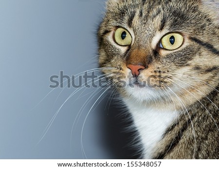 Cat portrait close up, head crop, looking straight, cat in light blue grey background looking with pleading stare at the viewer with space for advertising, cat head with the shadows,poor lighting