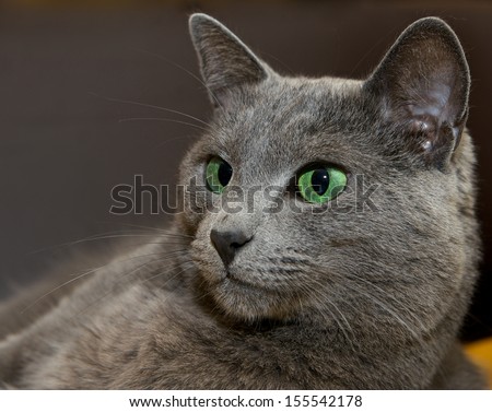 Portrait of elegant Russian Blue Cat, Russian Blue cat in blur brown dark dirty background, cat portrait close up, animals, domestic cat, Russian Blue, cat with green eyes, grey cat, elegant cat