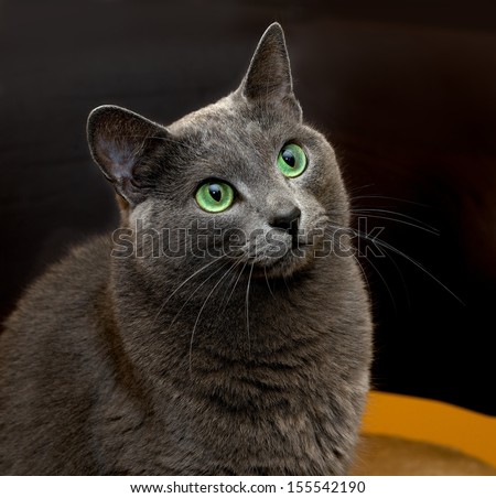 Portrait Of Elegant Russian Blue Cat, Russian Blue Cat In Blur Brown Dirty Background, Cat Portrait, Animals, Domestic Cat, Russian Blue, Cat With Green Eyes, Grey Cat, Elegancy