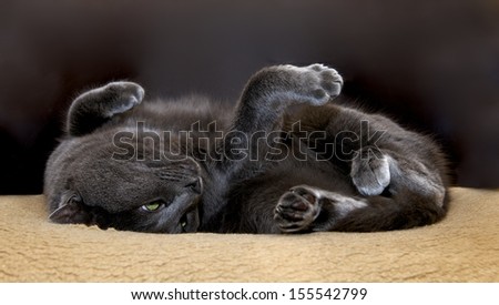 Russian Blue Cat on a chair in blur dark dirty background, lazy cat lying on a chair, funny cat, lazy cat on day time, domestic cat, relaxing cat, Russian Blue Cat, cat on siesta time