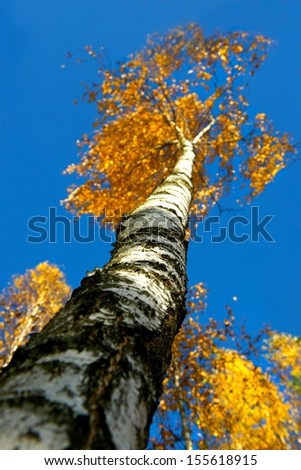 Birch tree with blur yellow leaves in autumn, focus to the center, autumn time, birch photo look up, typical lithuanian tree  with blur leaves and clear blue sky, autumn colors