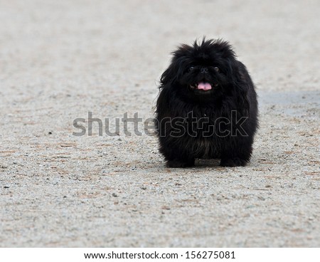 Black Dog walking in the park, Black fluffy puppy in the yard. Dog on granite in summer park. Funny black dog. Dog close up. Domestic animal. Domestic dog outside.