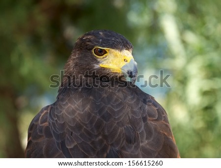 Portrait of a bald eagle (lat. haliaeetus leucocephalus), Bald Eagle. The bird of prey found in North America, national bird of United States of America. Wild strong bird in blur noise background